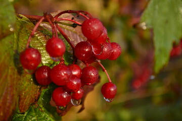 red currant berries