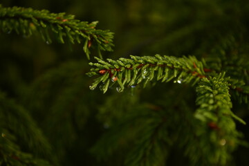 close up of tree