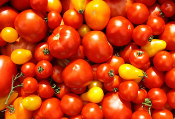 Różne odmiany pomidorów - obrazy, fototapety, plakaty