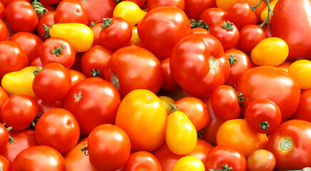 Fototapeta na wymiar Yellow and red tomatoes, different varieties
