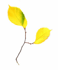 Tree branch with yellow autumn leaves isolated white  background