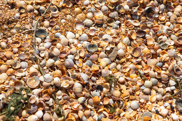 lots of small shells, use as a background or texture