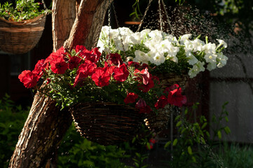 Petunia flowers in pots hang on a tree in an orchard