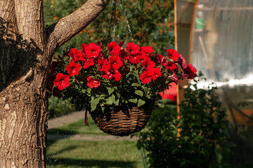 Petunia red flowers hanging in a pot on a tree  with splashing water