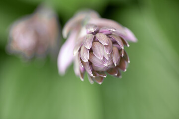 Obraz premium Artichoke in the process of growing close-up on