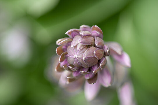 Artichoke in the process of growing close-up on