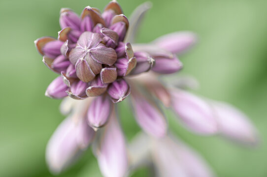 Artichoke in the process of growing close-up on