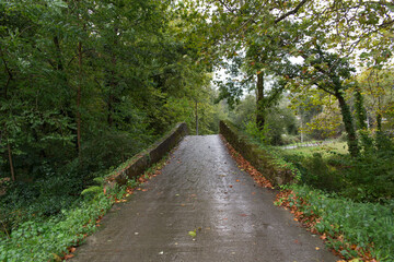 Fototapeta na wymiar Camino que se adentra entre árboles en un día de lluvia.
