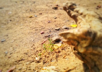 frog on the ground