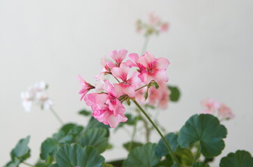 Pink - white flowers of pelargonium hortorum, ornamental and medicinal plant