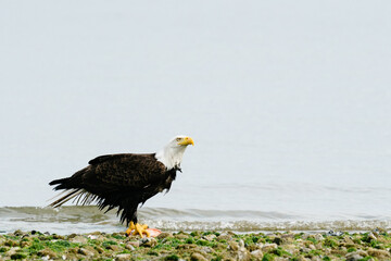 Side view of a bald eagle with a fish on the shores of Puget Sound