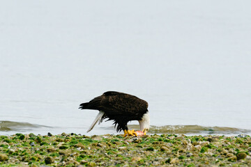 Wide angle view of a bald eagle eating a fish on a rocky beach