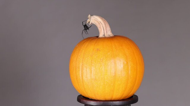  Black widow waving legs around on pumpkin stalk