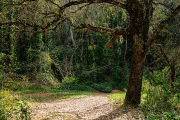Forest glade with leaves and tree, creeper in the background climbing