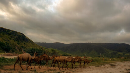 Fototapeta na wymiar camels in the mountains