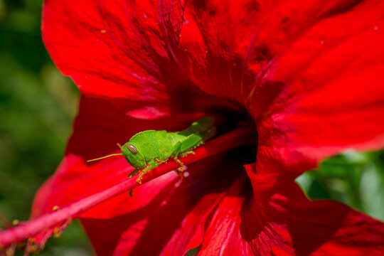 Green grashopper on red flower