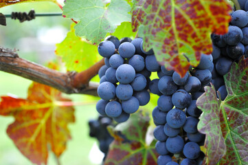 uvas de viñedo mexicano listas para el vino