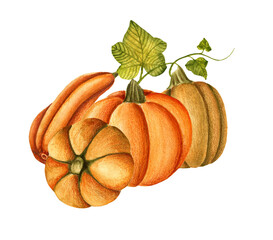 Watercolor pumpkins. Hand drawn illustration