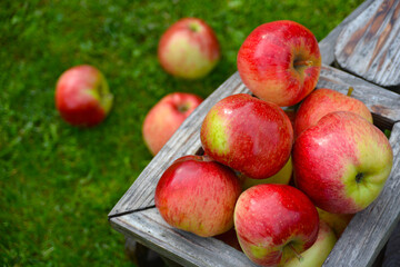 composition of red apples in a wooden pot on a background of juicy green grass