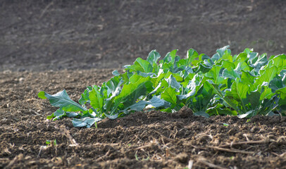 Plants of Cauliflower in the field .