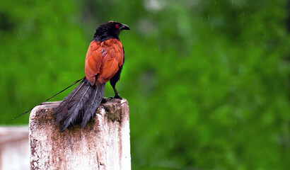 red winged blackbird
