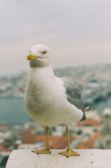 seagull on the beach