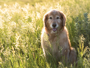Beautiful Golden Retriever Sitting in a Golden Field