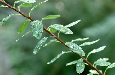 Spirea branch after a rain