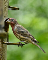 Male House Finch at a seed feeder