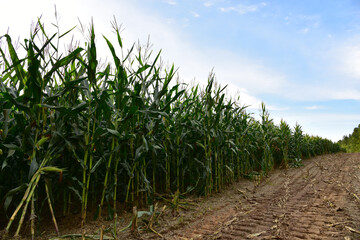 Fototapeta premium Young corn plants in a field. Maize or sweetcorn plants background. Cornfield texture. Agricultural and farm concept.