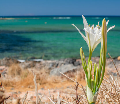 White Pancratium maritimum on the  beach, Crete island, Greece.
