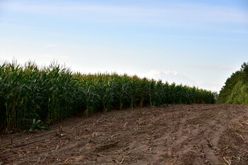 Young corn plants in a field. Maize or sweetcorn plants background. Cornfield texture. Agricultural  and farm concept.