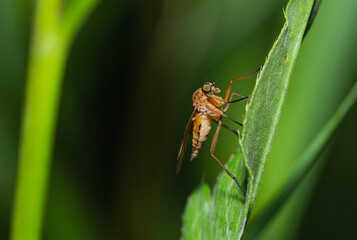 Snipe fly on a leaf