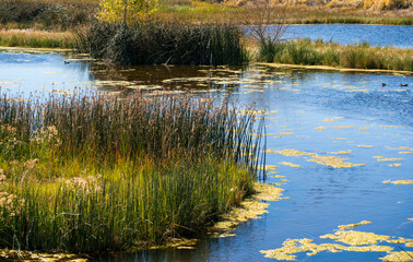 Marsh in northern Nevada in the autumn