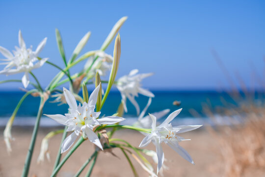 White Pancratium maritimum on the  beach, Crete island, Greece.