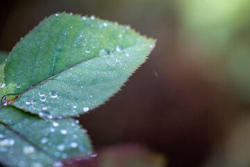 Close Up green leaf under sunlight in the garden. Natural background with copy space.