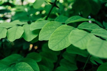 Green leaves of acacia on a tree branch.