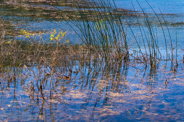 Obraz na płótnie Canvas Reeds and plants growing at Spooner Lake, Nevada