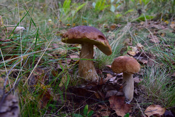 Boletus grows in the forest against the background of green vegetation. White mushroom for cooking and eat.