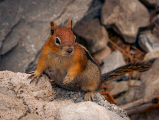 squirrel in the forest