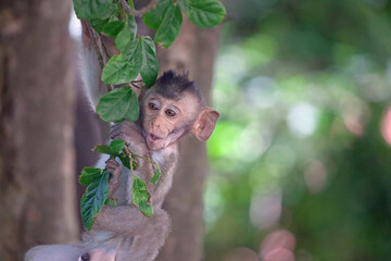 可愛いサル