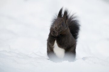 Eurasian red squirrel, Sciurus vulgaris.