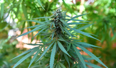 a marijuana plant for medicinal use