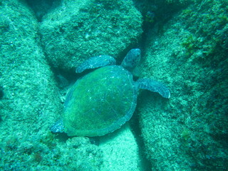 Fototapeta na wymiar tortugas marinas