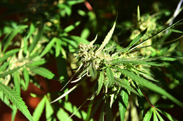 a marijuana plant for medicinal use