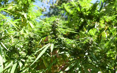 a marijuana plant for medicinal use