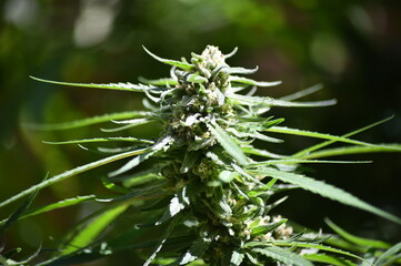 a marijuana plant for medicinal use