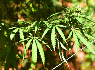 a marijuana plant for medicinal use