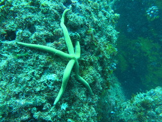 coral reef with fish