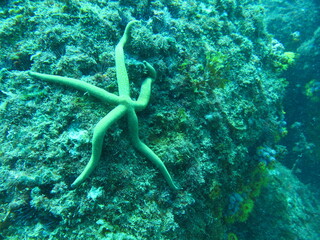 coral reef with fish